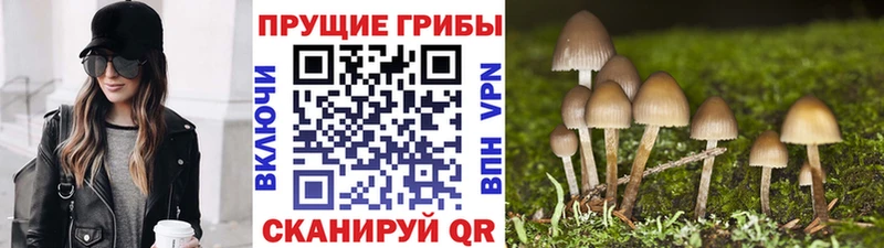 как найти закладки  Истра  Псилоцибиновые грибы GOLDEN TEACHER 